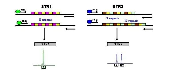 森貝伽生物：STR鑒定，為您的細胞提供身份證明